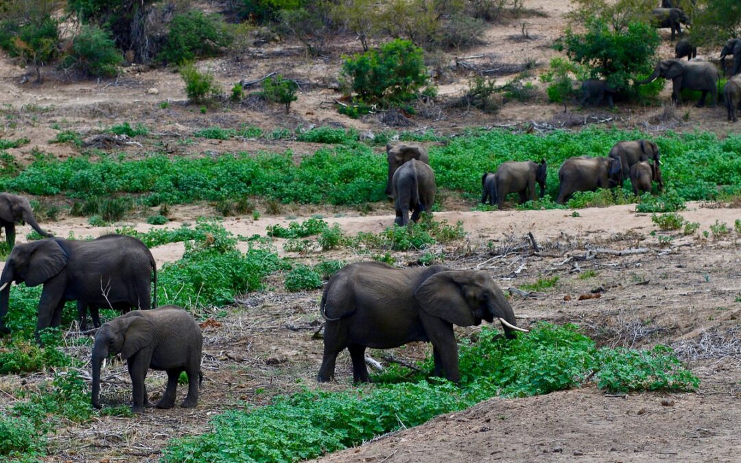 An elephant herd grazing on green plants along a dry riverbed