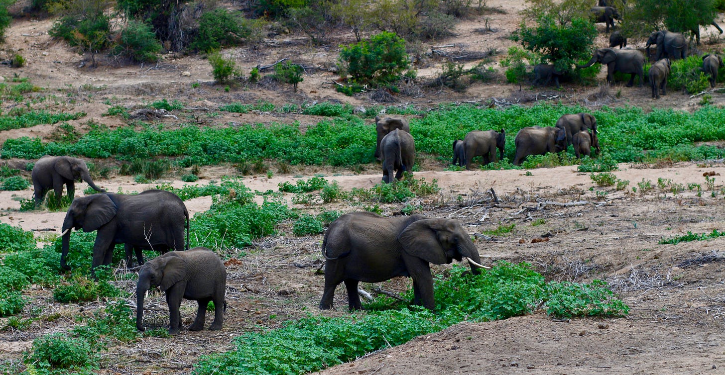 An elephant herd grazing on green plants along a dry riverbed